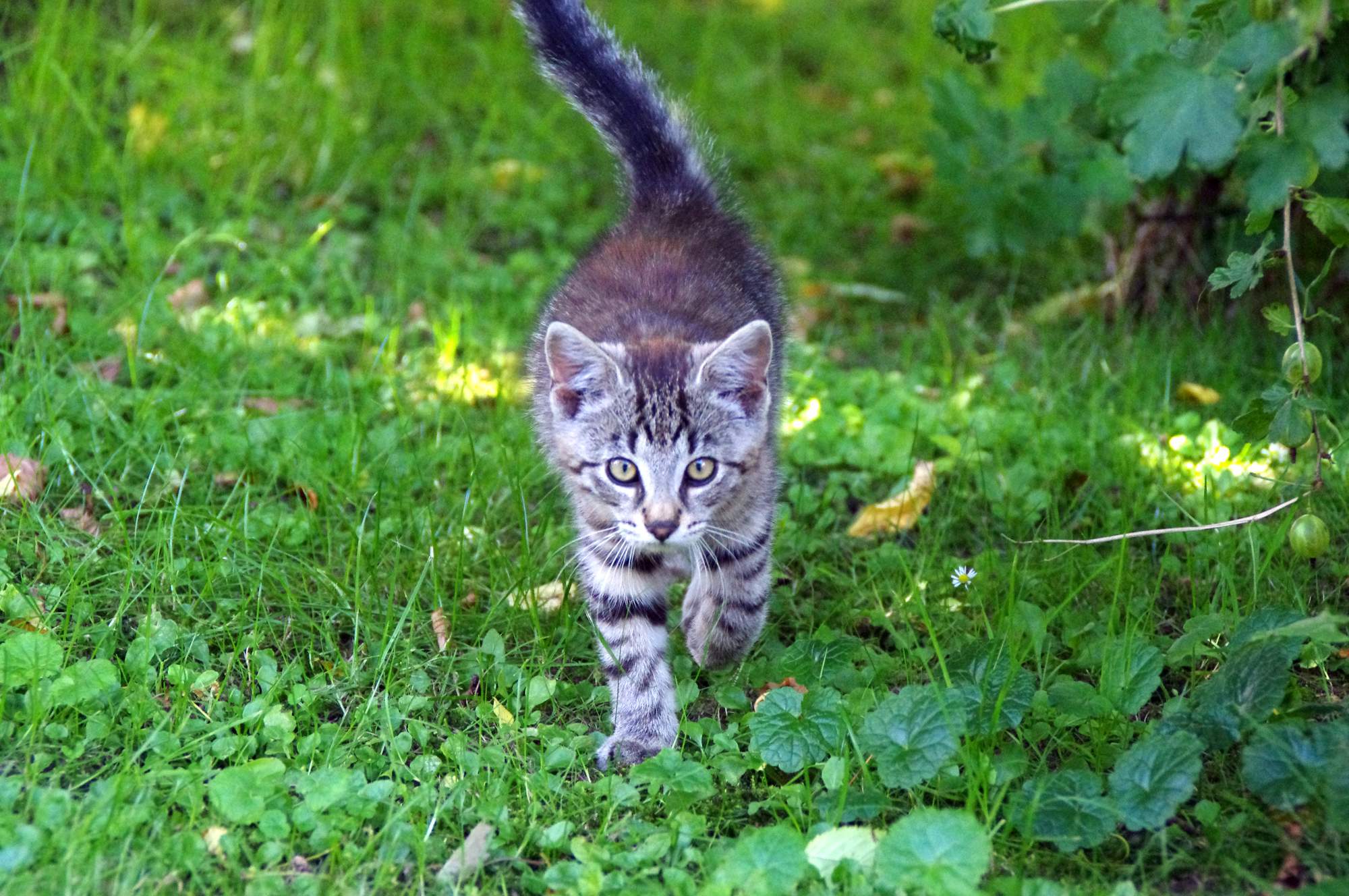 Jaro se blíží, nejvyšší čas začít kočku chránit před parazity!