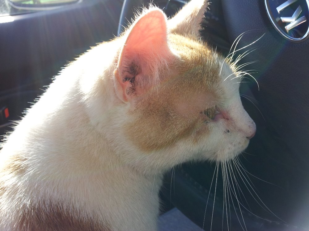 Kocour akutně hledá nový domov