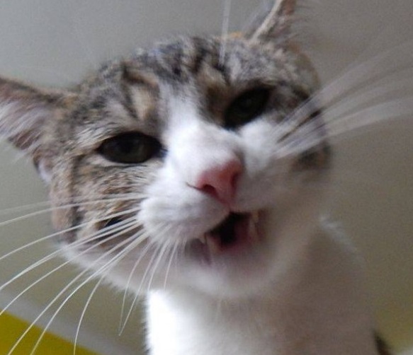 Pozvánka: 3. jarní umisťovací výstava koček