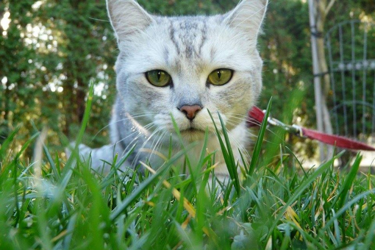 Nebezpečné nemoci, které přenášejí klíšťata a bodavý hmyz