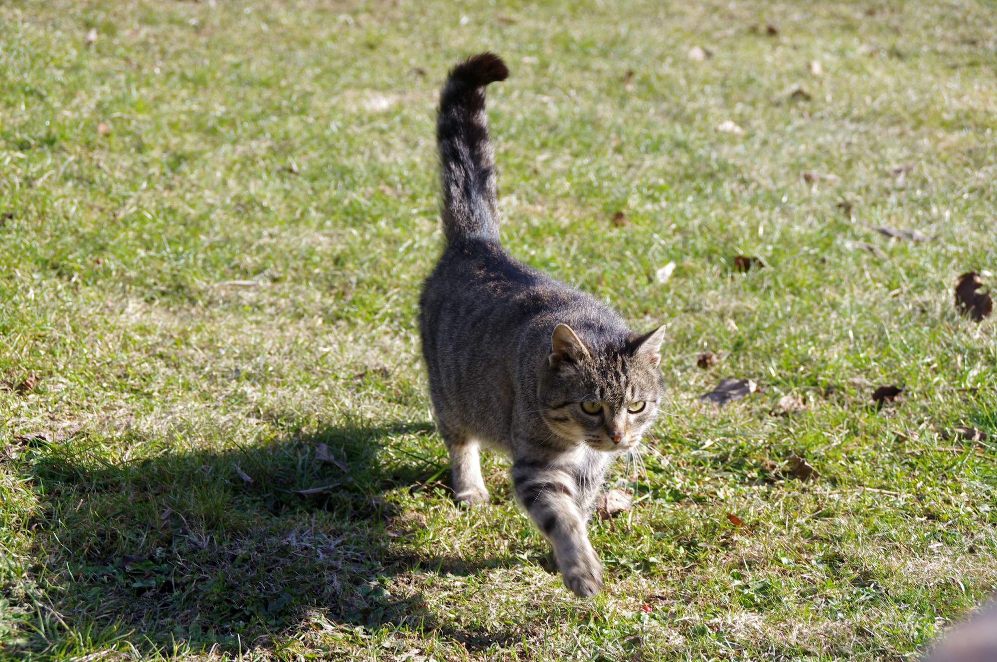 Technologická vychytávka, díky níž snadno najdete zatoulané zvíře