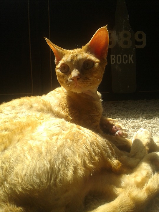 Devon rex