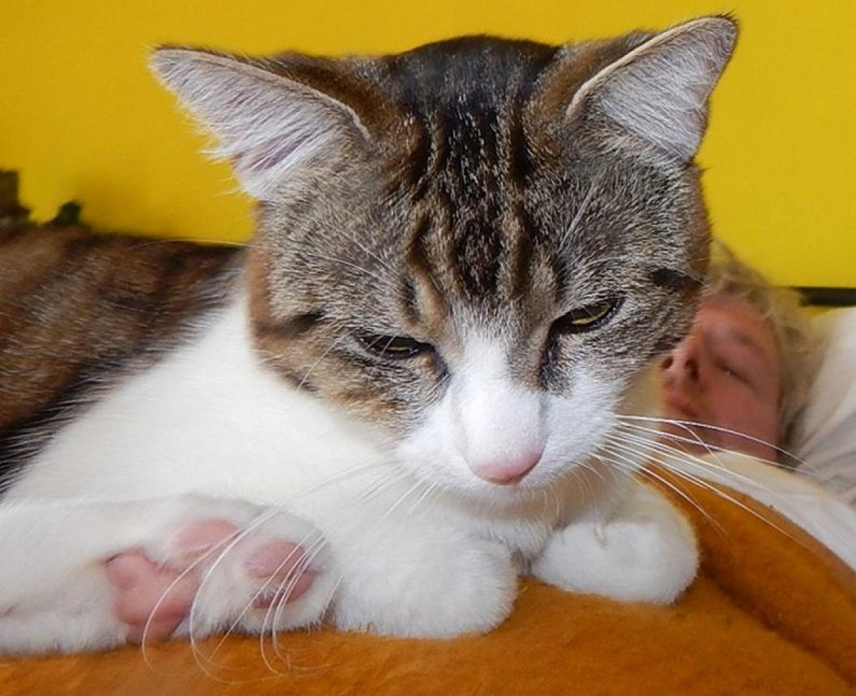 6 důvodů, proč zvíře odčervovat