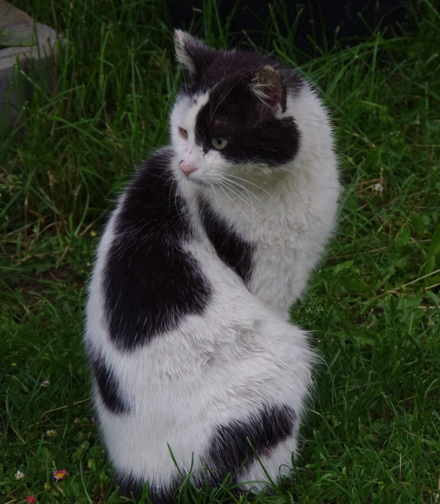 Pozvánka na umisťovací výstavu koček 22. dubna v Praze