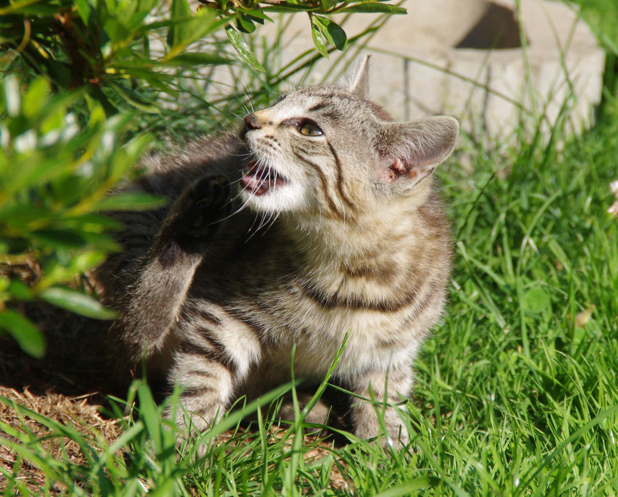 Krmení během prvního roku života kočky