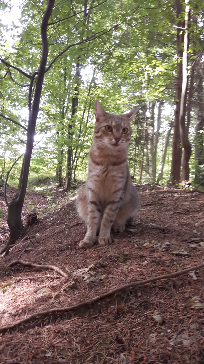 Průzkum mezi chovateli na téma antiparazitika