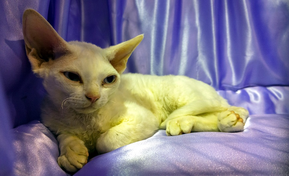 Pozvánka: Mezinárodní výstava koček INTERFELIS, 24. 6.–25.6. 2017