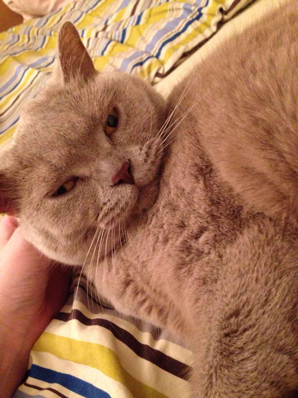 10 věcí, na které se připravit, než si pořídíte kočku