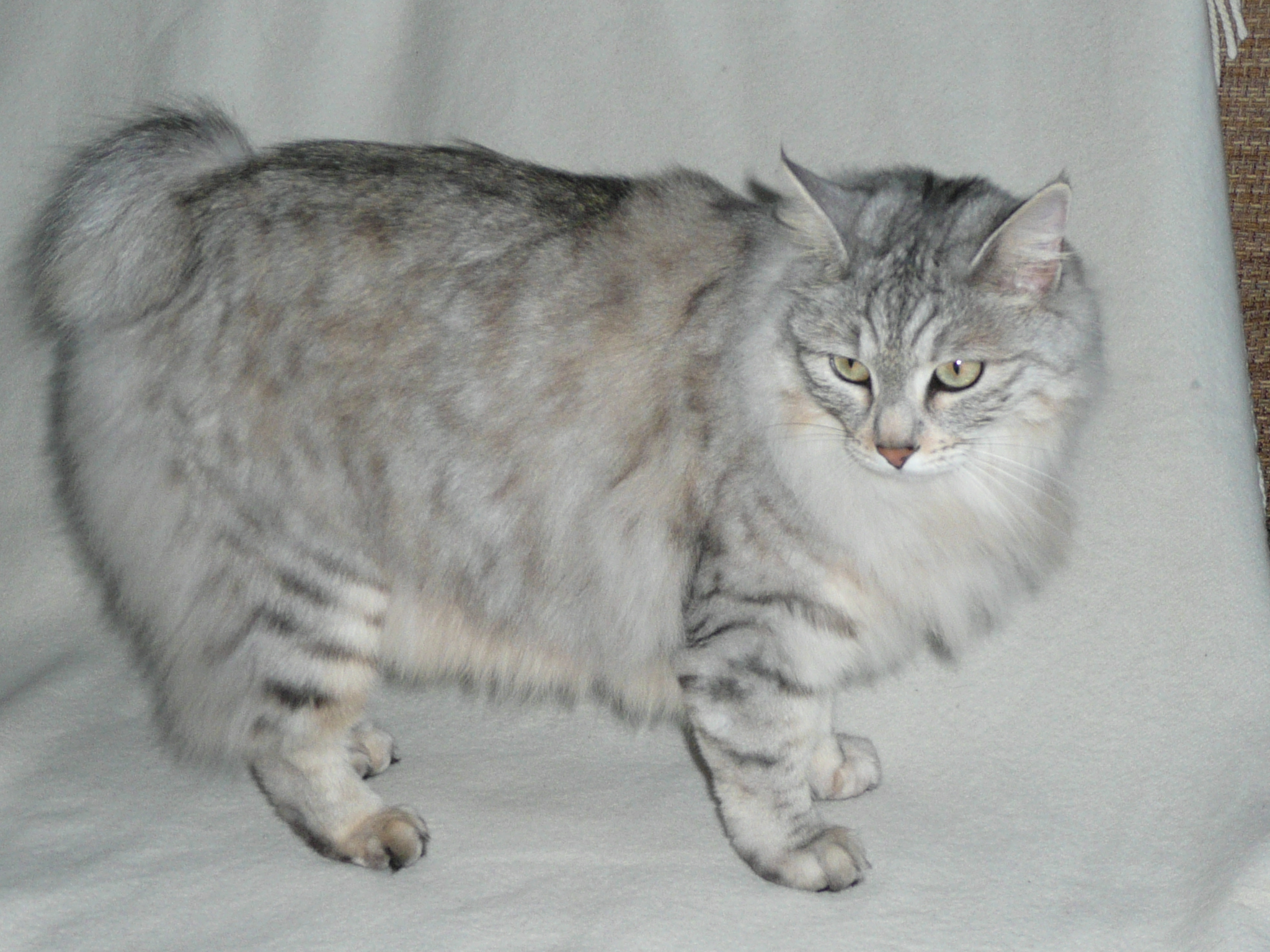 Kurilský bobtail