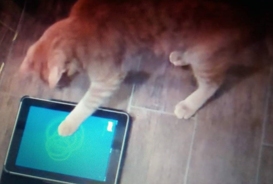 5 aplikací pro kočky