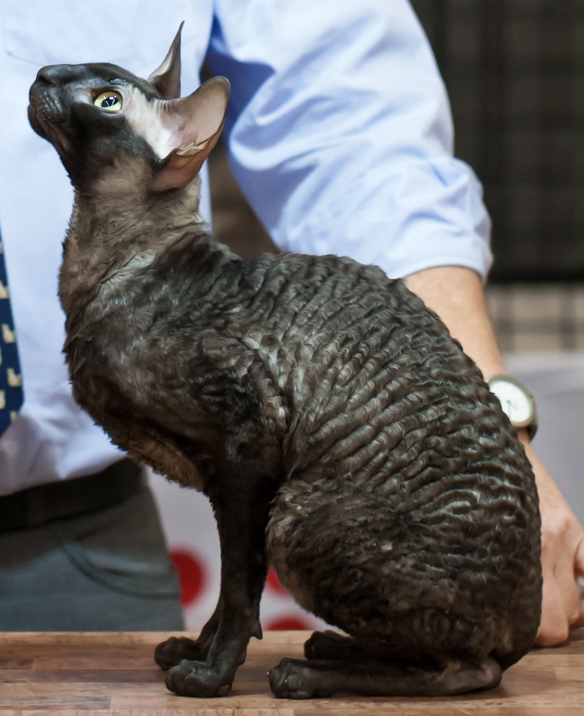 Cornish rex