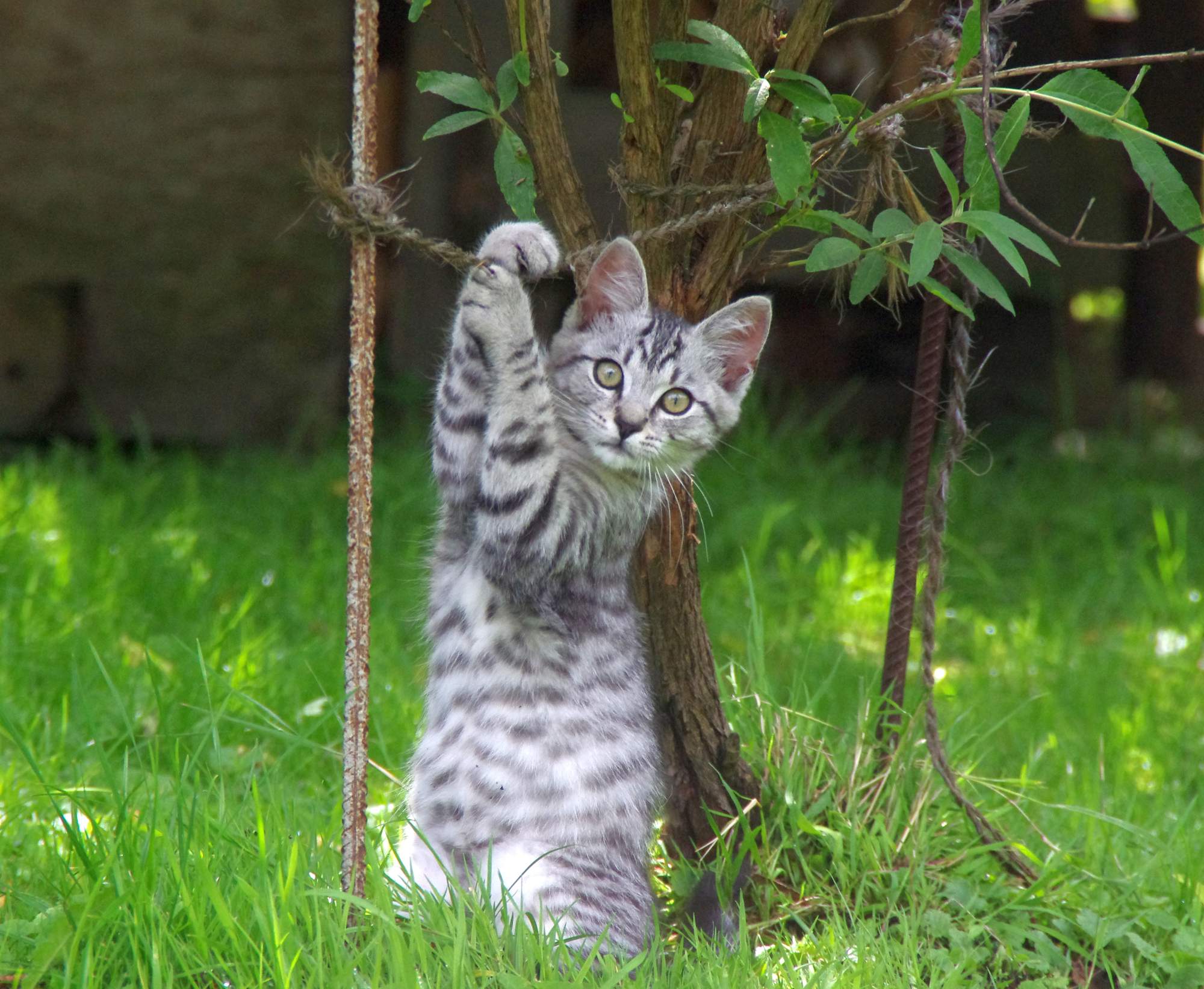 Venkovní, nebo bytová?