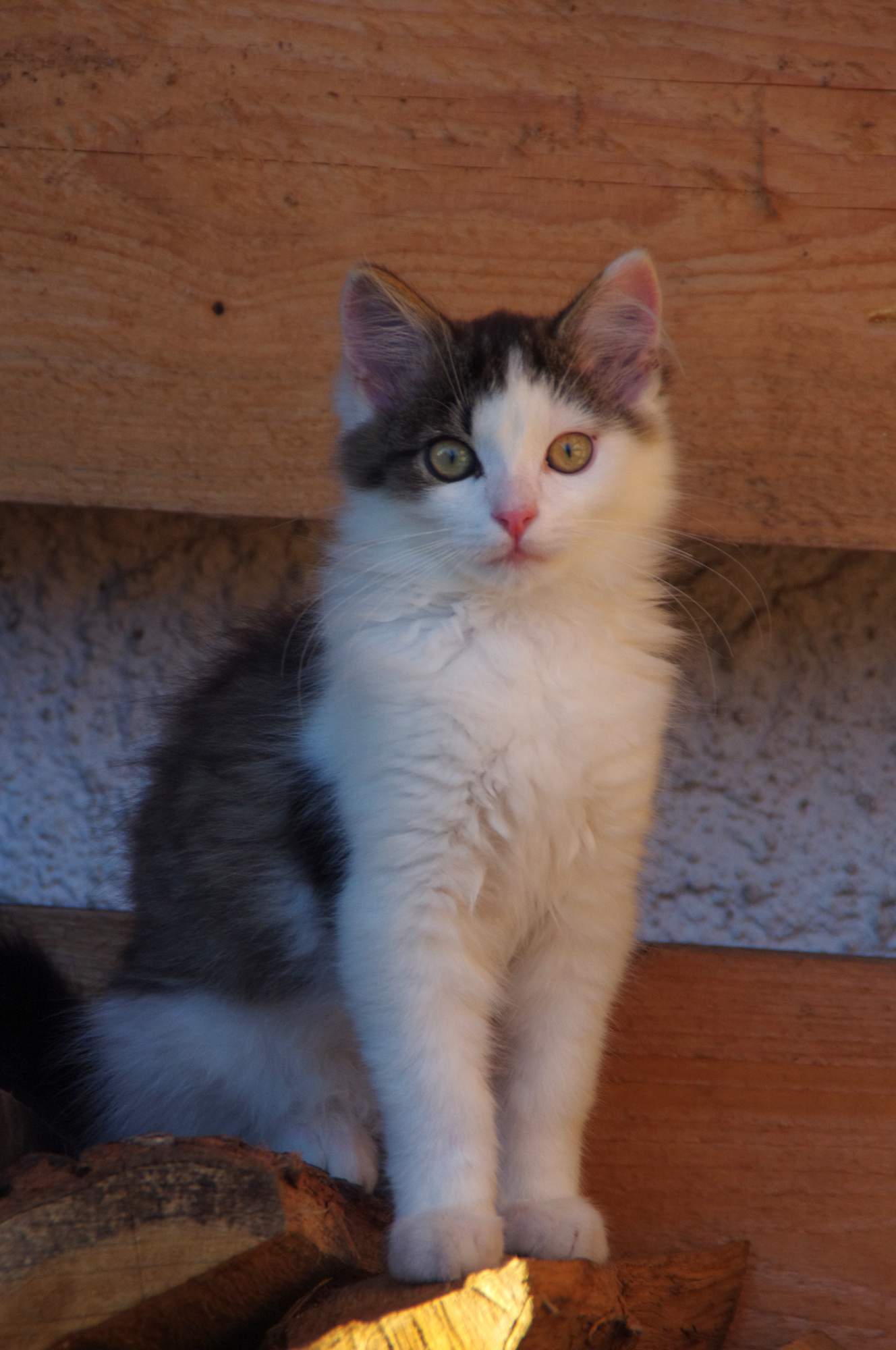 Blecha pod drobnohledem