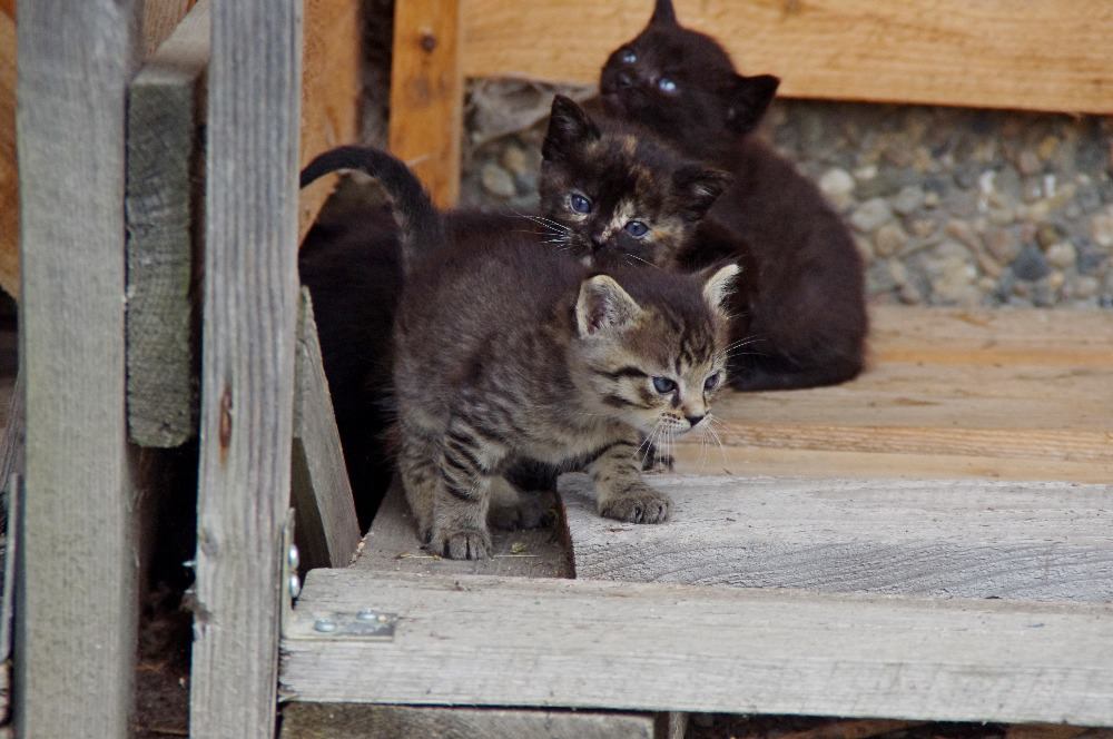 Krásná koťata hledají nový domov