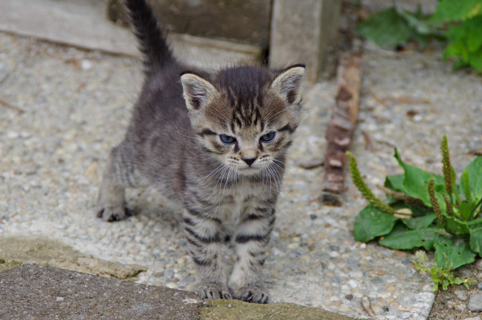 Světový den boje proti vzteklině