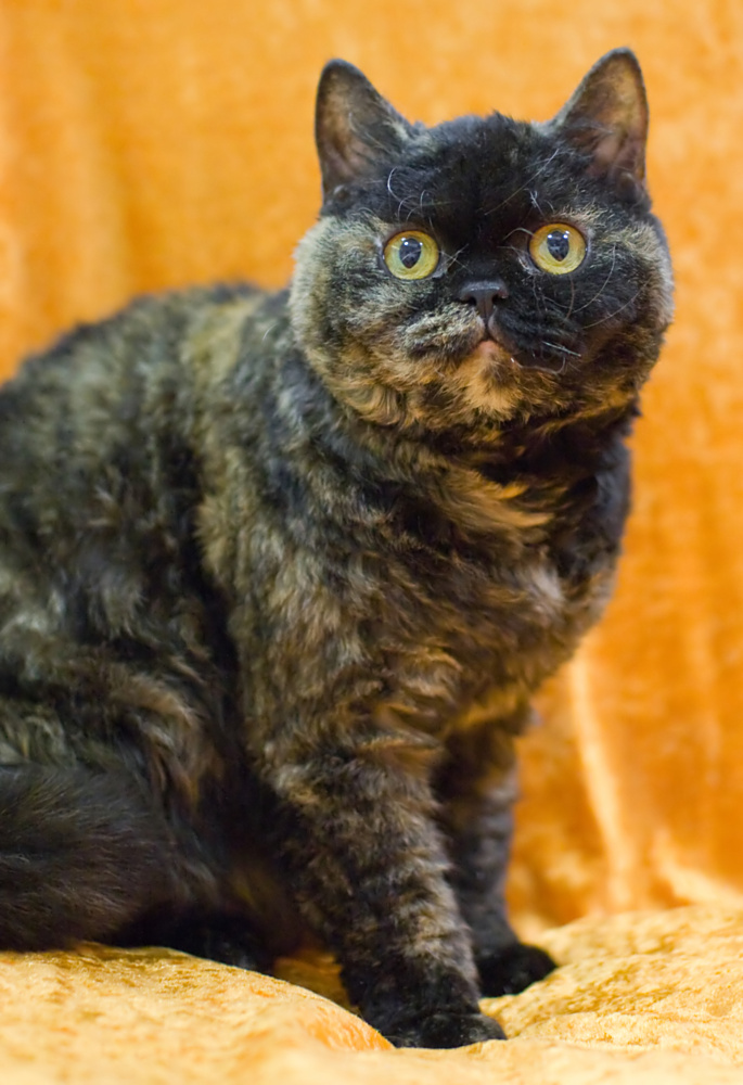 Selkirk rex