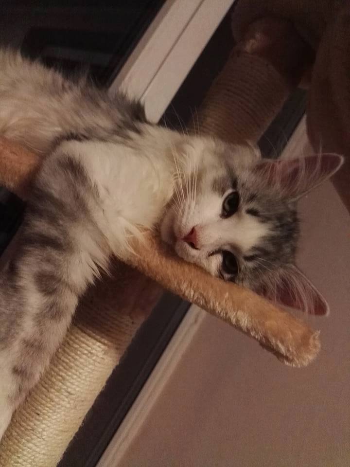 Představení spolku Cat World z.s.