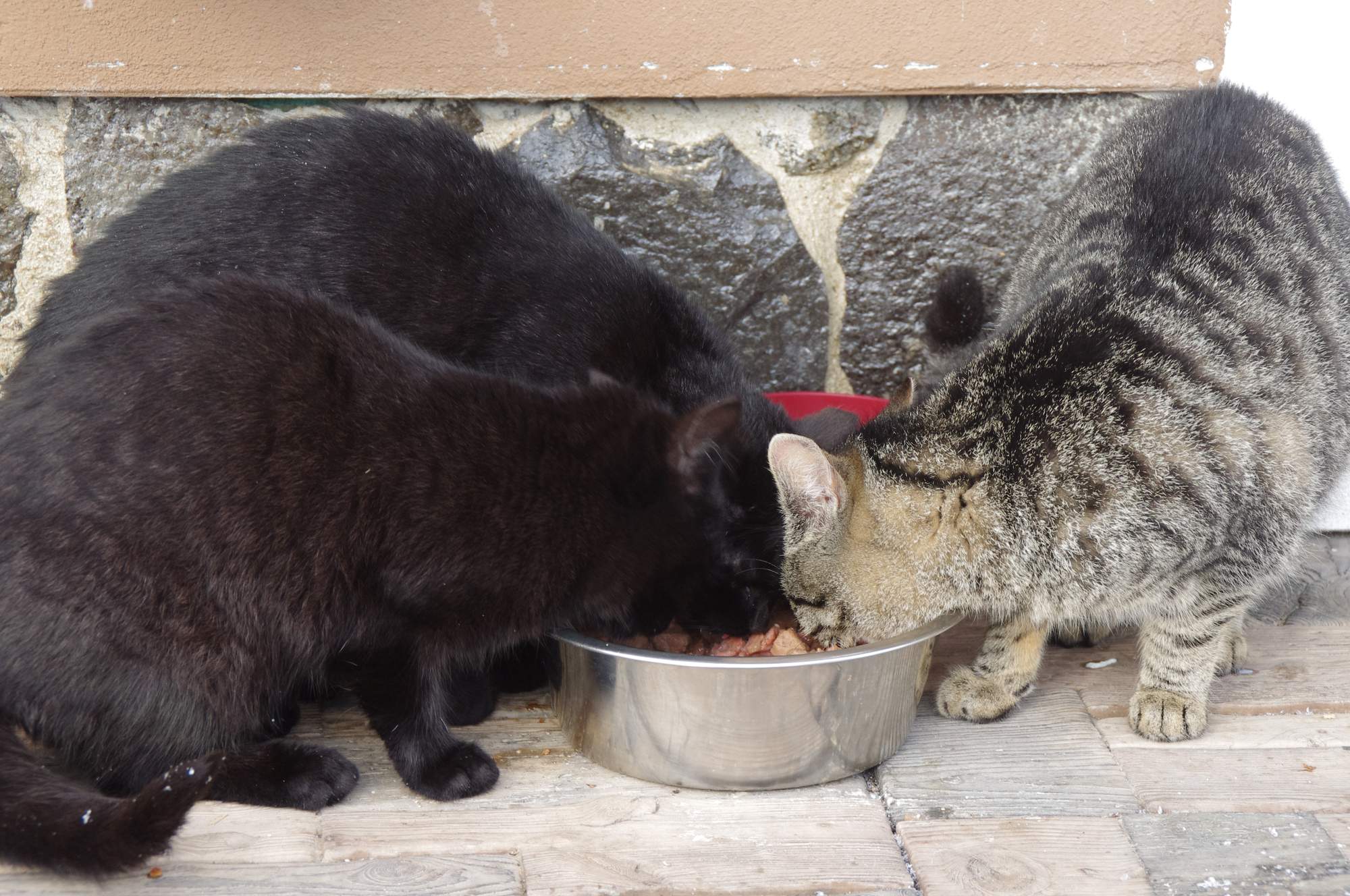 Kolik krmiva pro venkovní kočku?