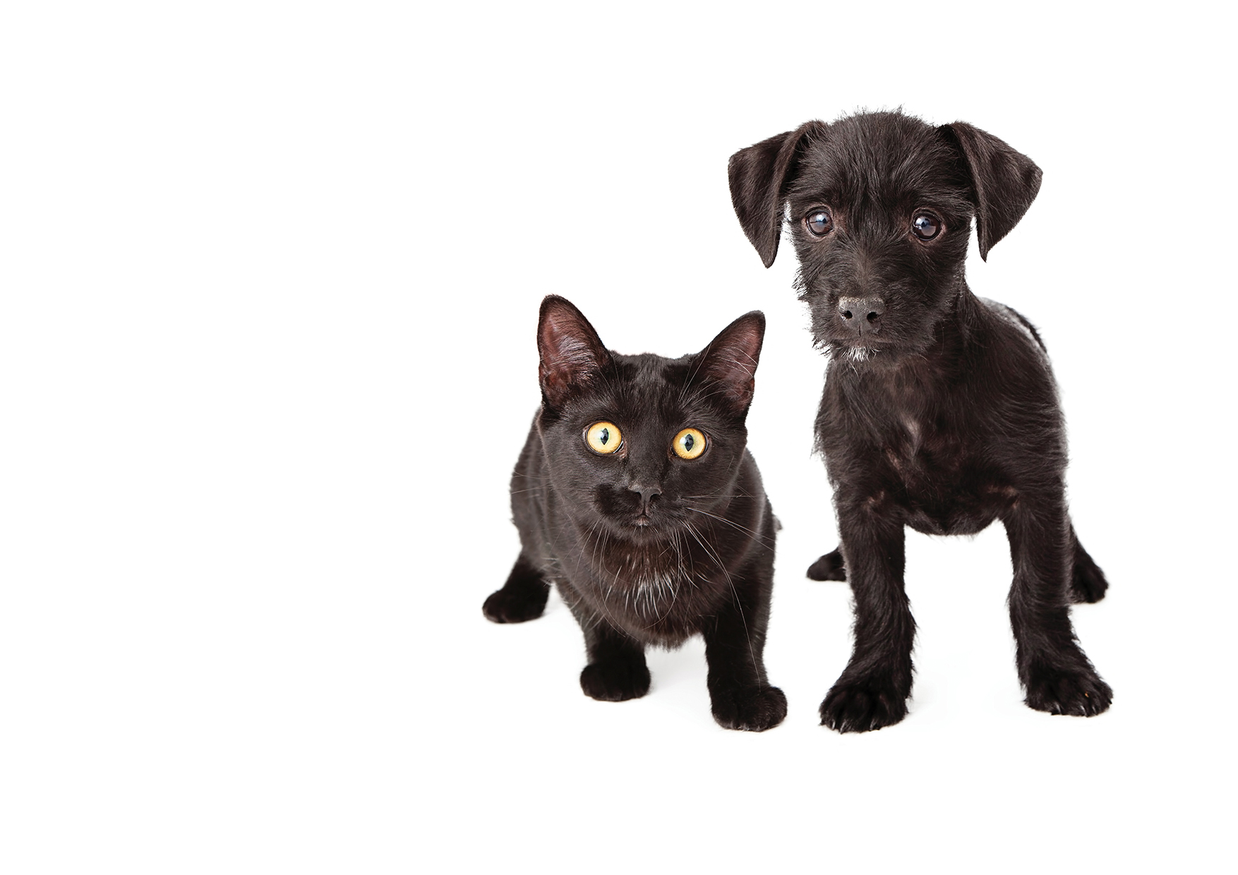 Na veletrhu FOR PETS si můžete nechat očipovat pejska nebo adoptovat kočičku