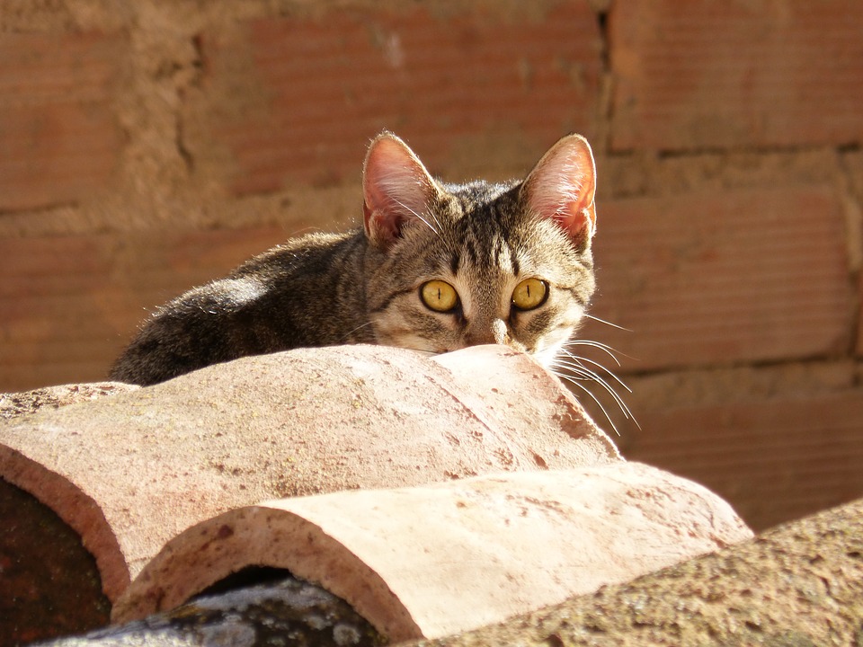 7 rad, co dělat, když se vám ztratí kočka