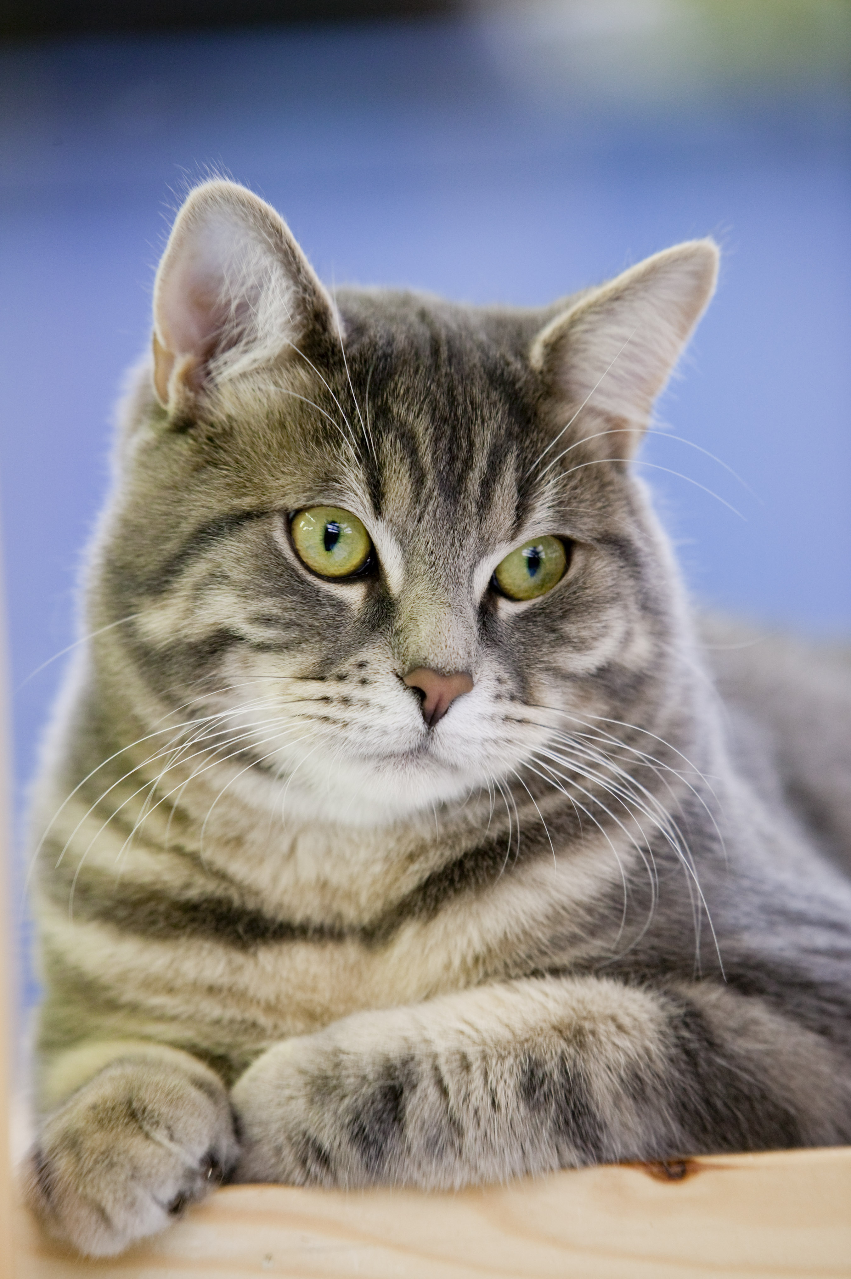 7 důležitých poznatků o výživě koček