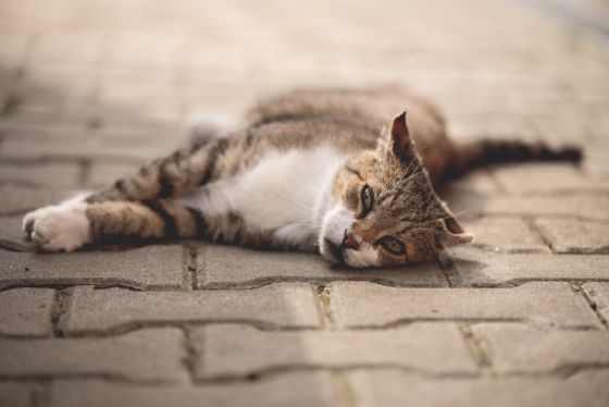 Kampaň „Pomozte naplnit misky v útulcích“ slaví 10 let 