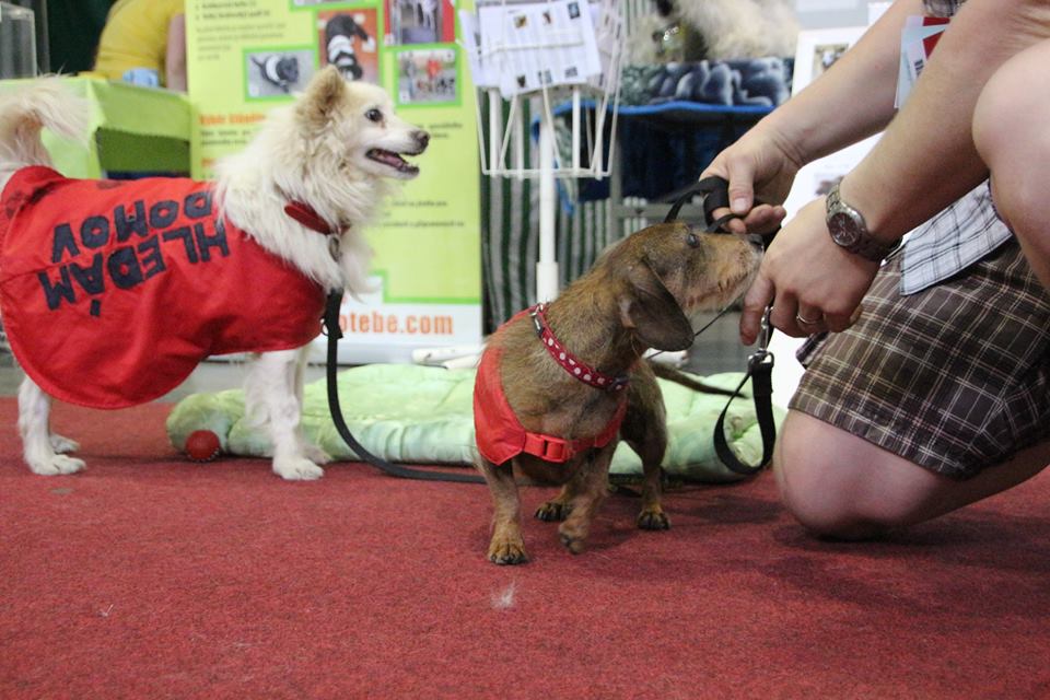 Pozvánka: SVĚTOVÝ DEN ZVÍŘAT 2018