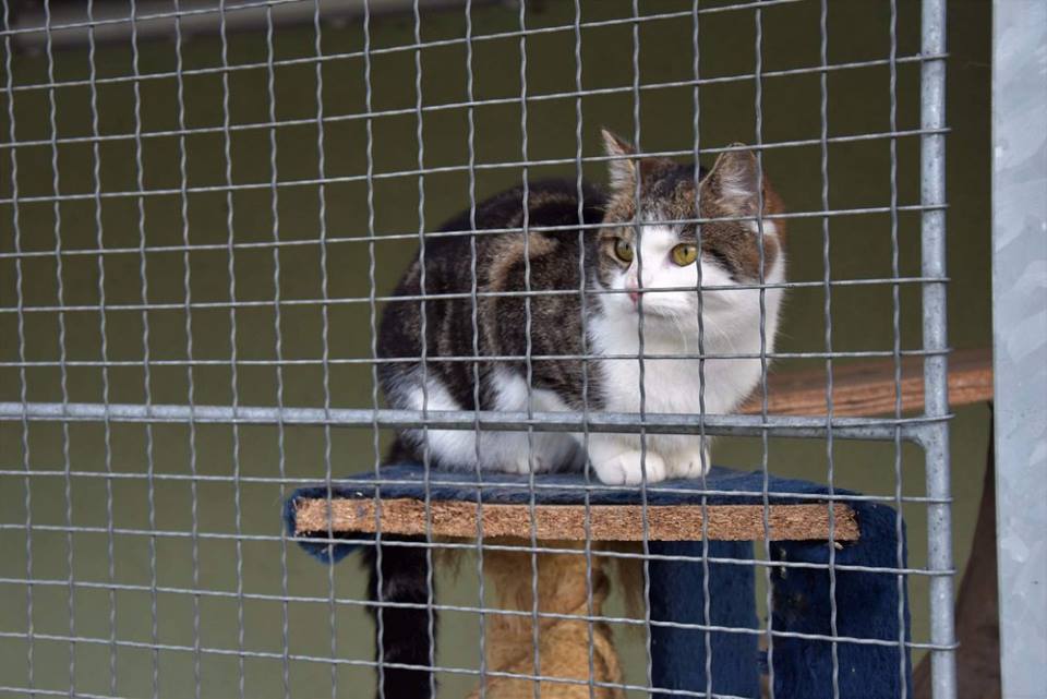 Pozvánka: Němá tvář uspořádá 12. prosince jedenácté Vánoce ve zlínském útulku