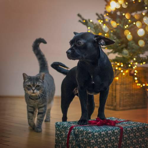Vánoce a Silvestr s domácími mazlíčky