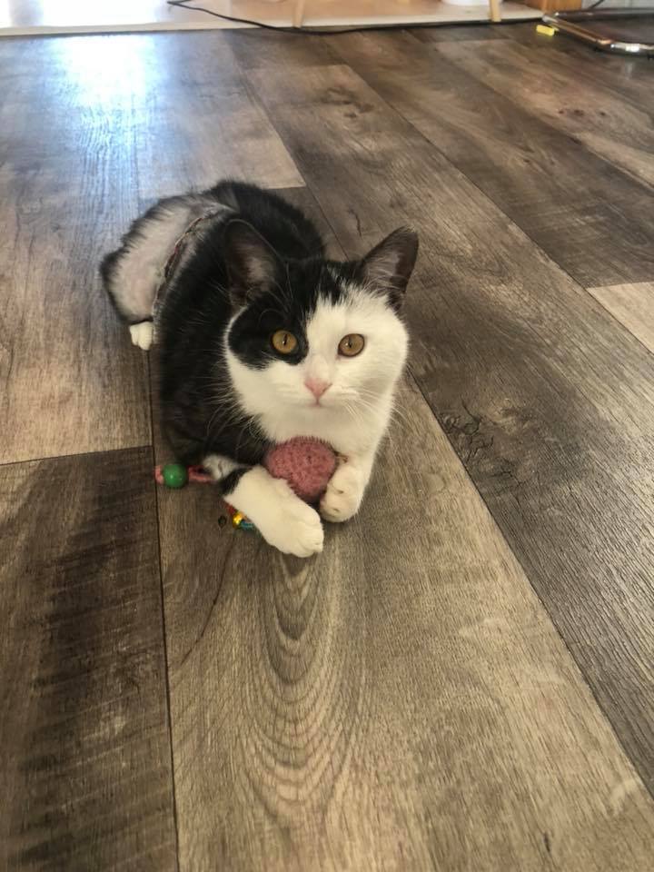 Představení útulku: Depozitum Bastet z.s. 