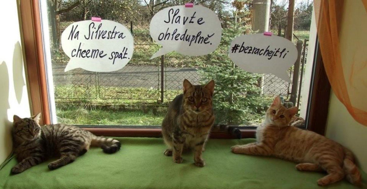 Obránci zvířat varují před riziky hlučného silvestrovského veselí