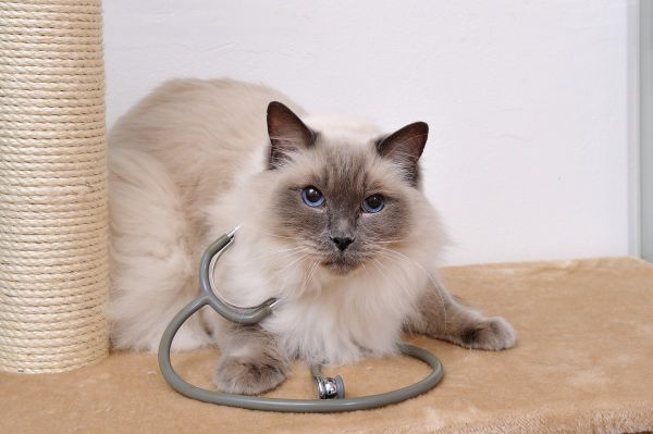 10 nejčastějších onemocnění u koček