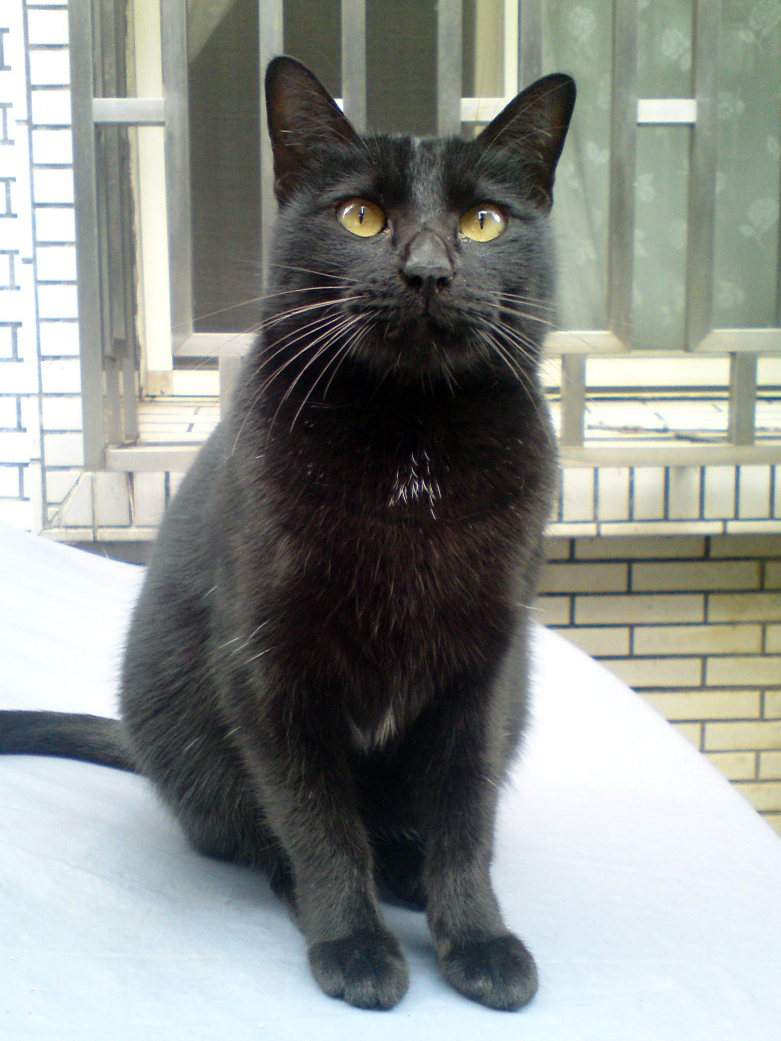 Lze kočku naučit nějaké triky?