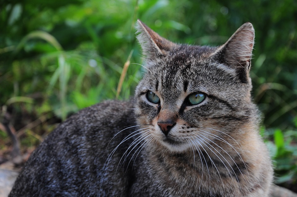 Nemoc z kočičího škrábnutí