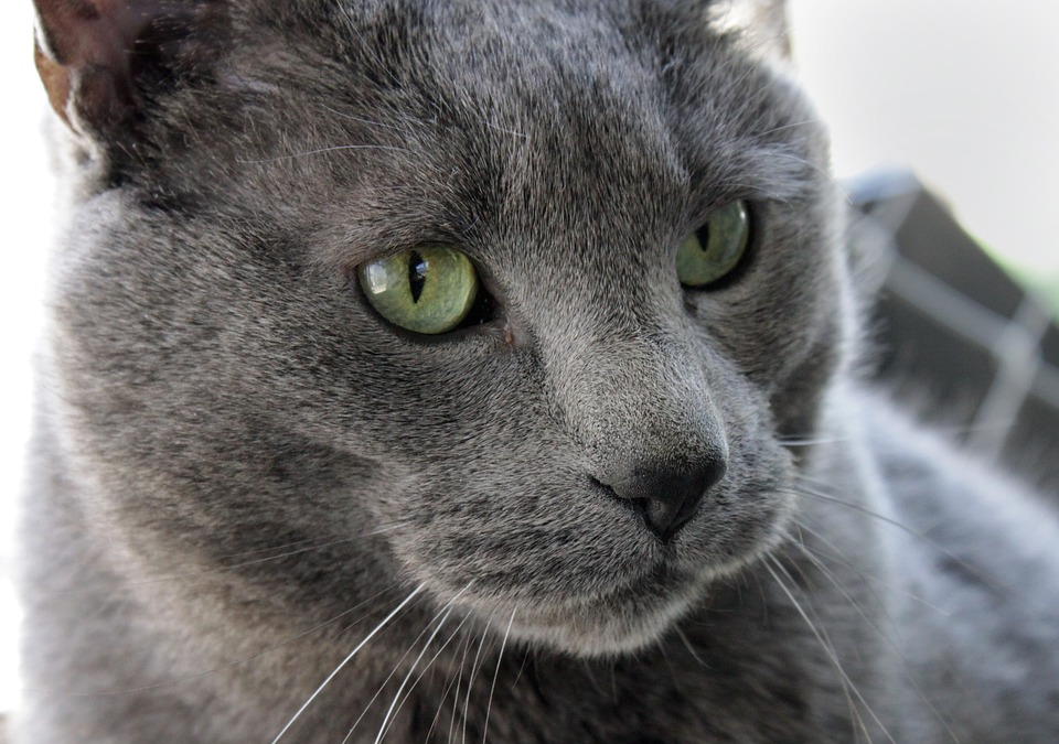 Kdy kocoura kastrovat