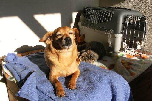 Poděkování za charitativní vánoční sbírku krmeni.cz - do útulků putuje 3 tuny kvalitního krmiva!