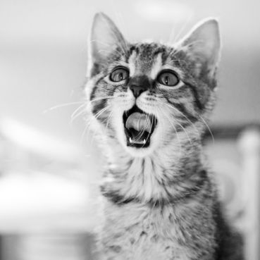 Jaro jí nemusí být proti srsti. Jak ochránit kočku před parazity? 