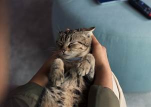 Ochrana psů a koček na dovolené