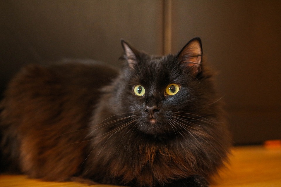 Rozumí nám kočky?