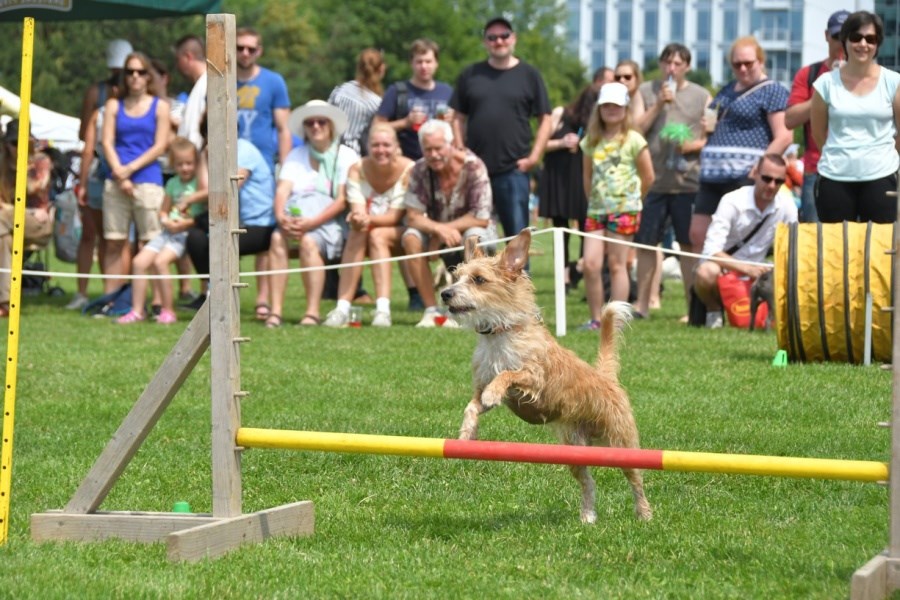 Pozvánka: Světový den zvířat 2019