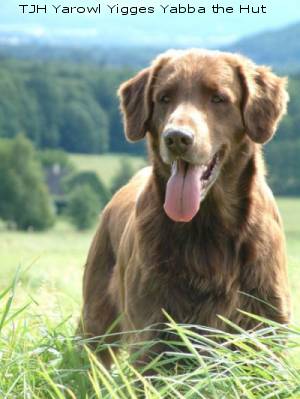 Flat coated retriever