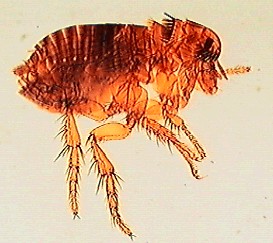 Vnější paraziti psa