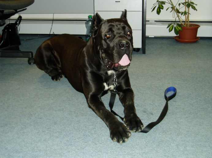 Cane corso