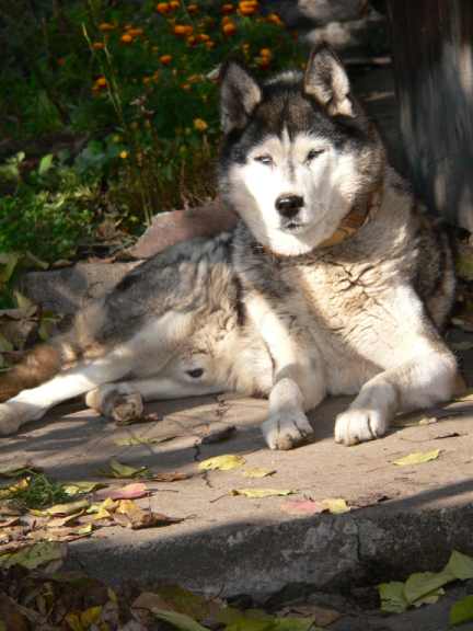 Sibiřský husky