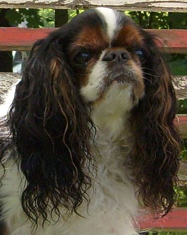 King Charles španěl