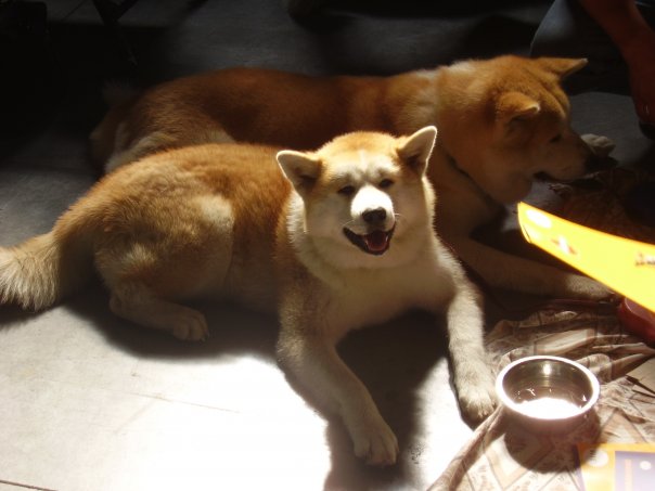 V listopadu navštíví Prahu tisíce psů z celého světa