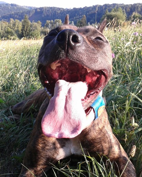 Dokument o „bojových plemenech“