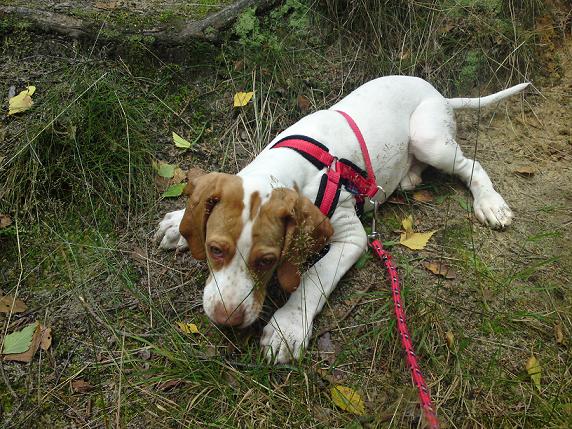 Co dělat, když se setkáte s týráním zvířete?