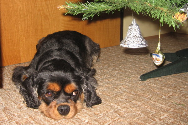 Většina domácích mazlíčků letos dostane vánoční dárek