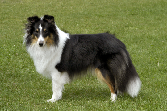 Šeltie